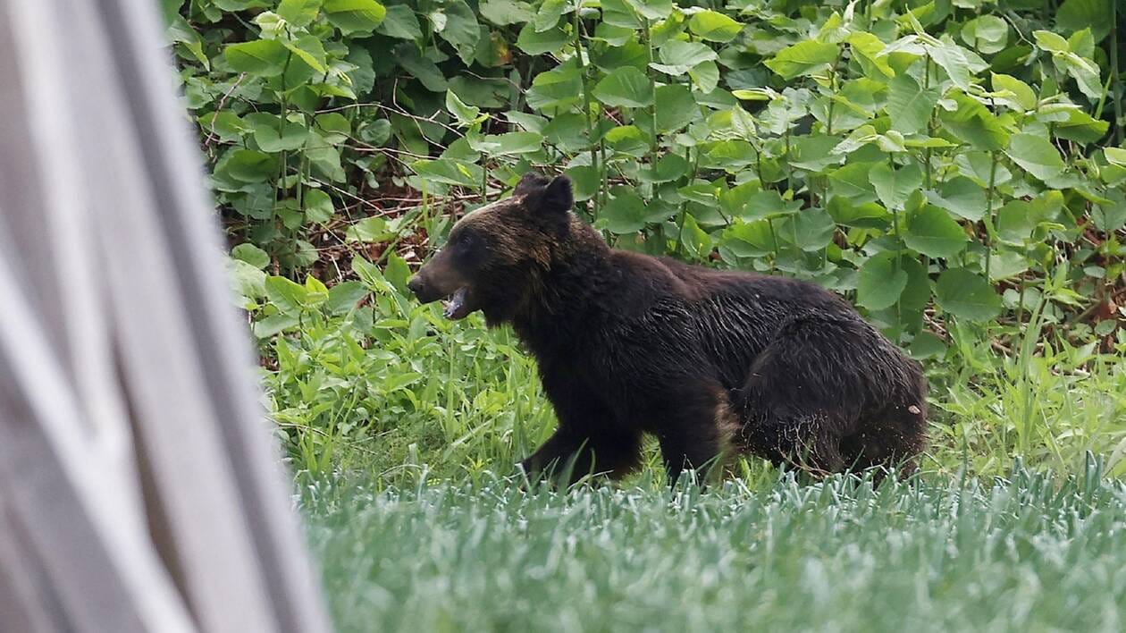 Un ours abattu après s'être déchaîné et avoir blessé quatre personnes au  Japon
