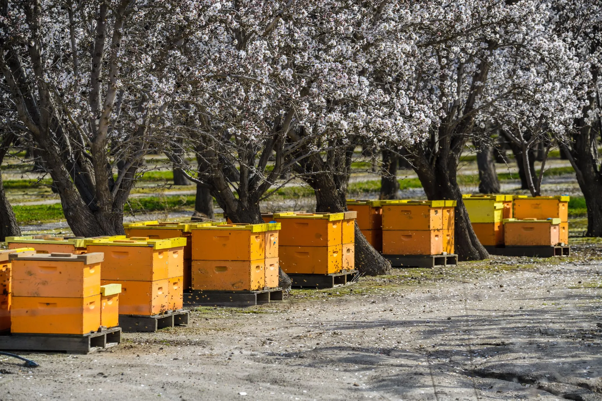 Quand l'agro-industrie met les abeilles au travail | France Inter