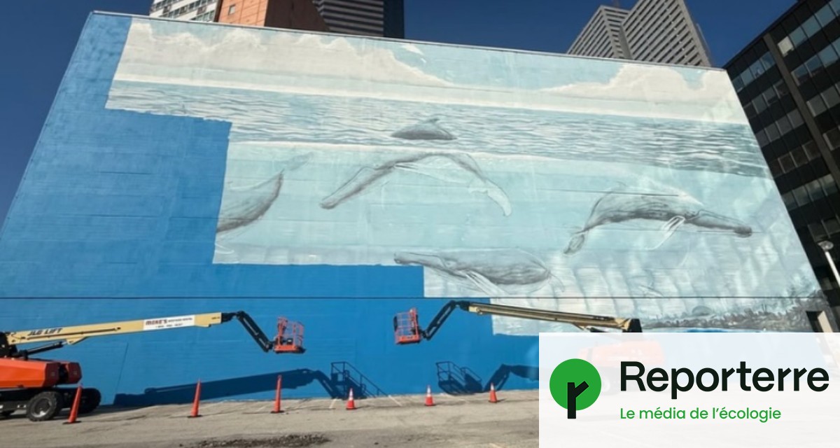 Mondial 2026 : une fresque avec des baleines détruite pour la Coupe du monde