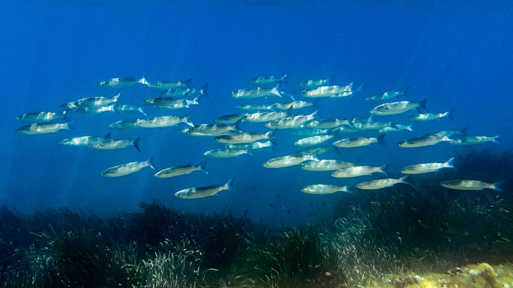 L'UE met en avant son engagement pour la protection des océans avant le  sommet de l'ONU - France 24