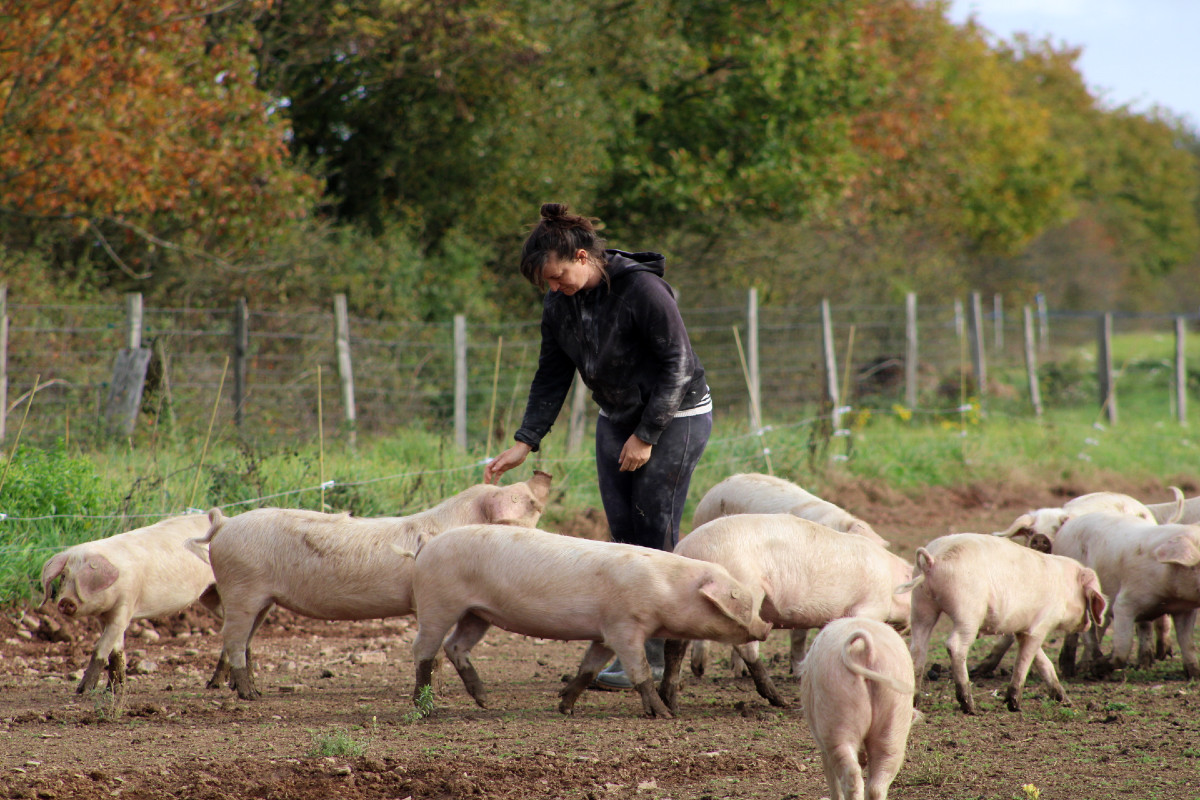Ces éleveurs refusent que leurs cochons servent l'extrême droite