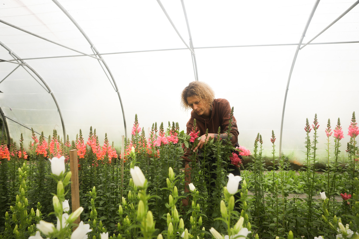 Cultiver des fleurs bio et françaises : « Un boom des installations »