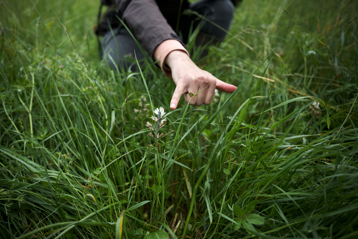 Cela me fend le cœur » : pour protéger une fleur rare, un châtelain se  dresse contre l'A69