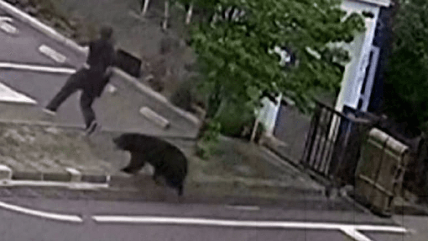 Attaque d'ours au Japon : 4 blessés – Zamin.uz, 03.06.2026