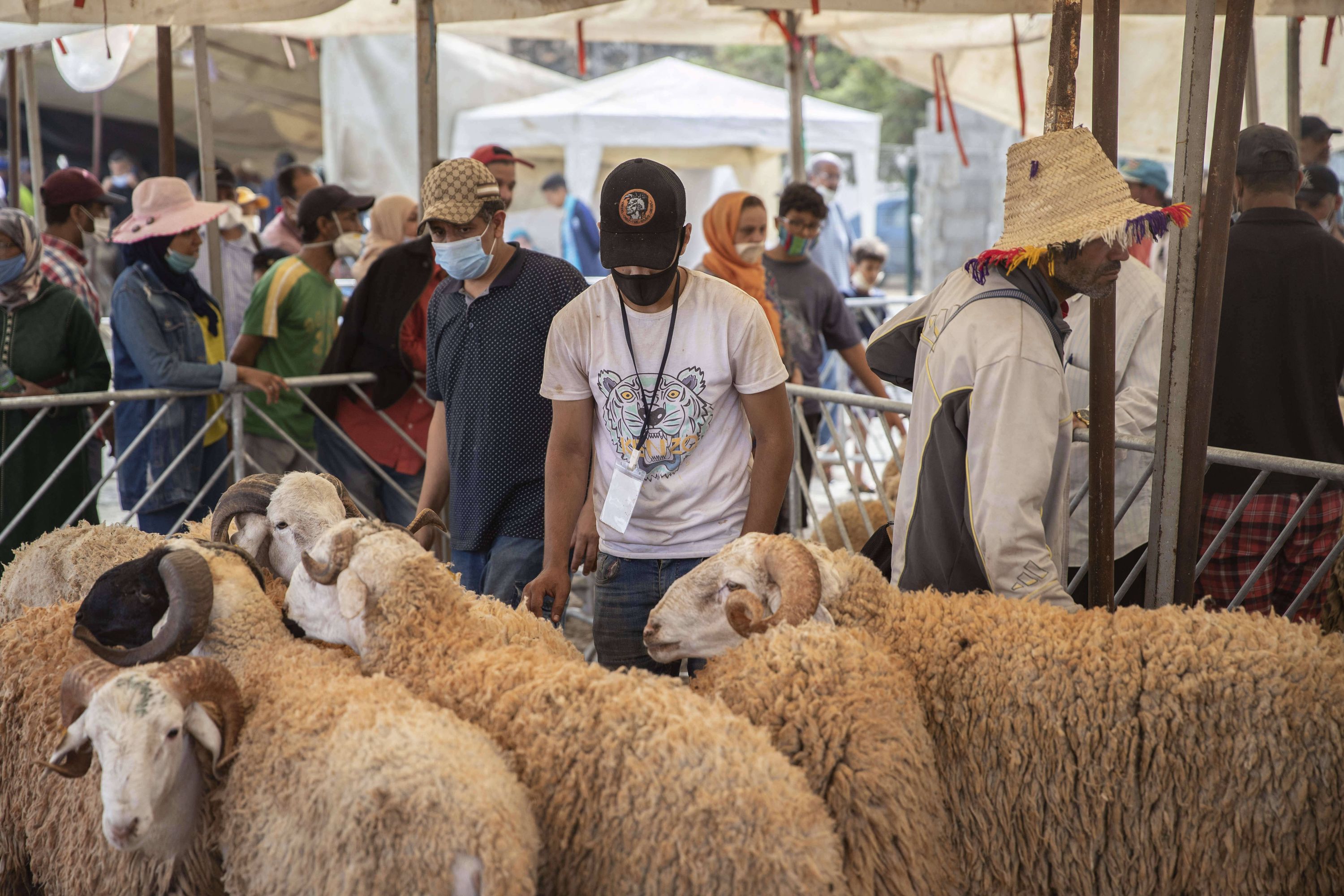 Maroc : le sacrifice de l'Aïd-el-Kébir pourrait-il être interdit à cause du  prix des moutons ?