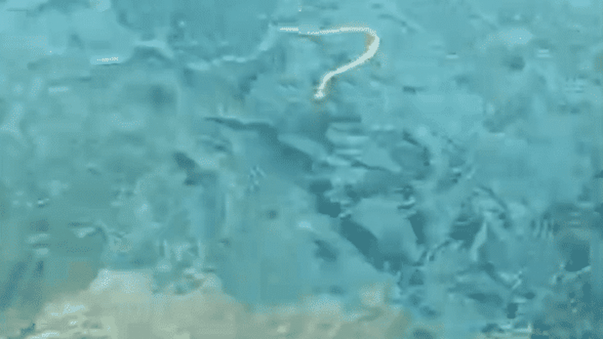 À Ibiza, pourquoi les serpents nageurs inquiètent autant les touristes que  les scientifiques ? – franceinfo