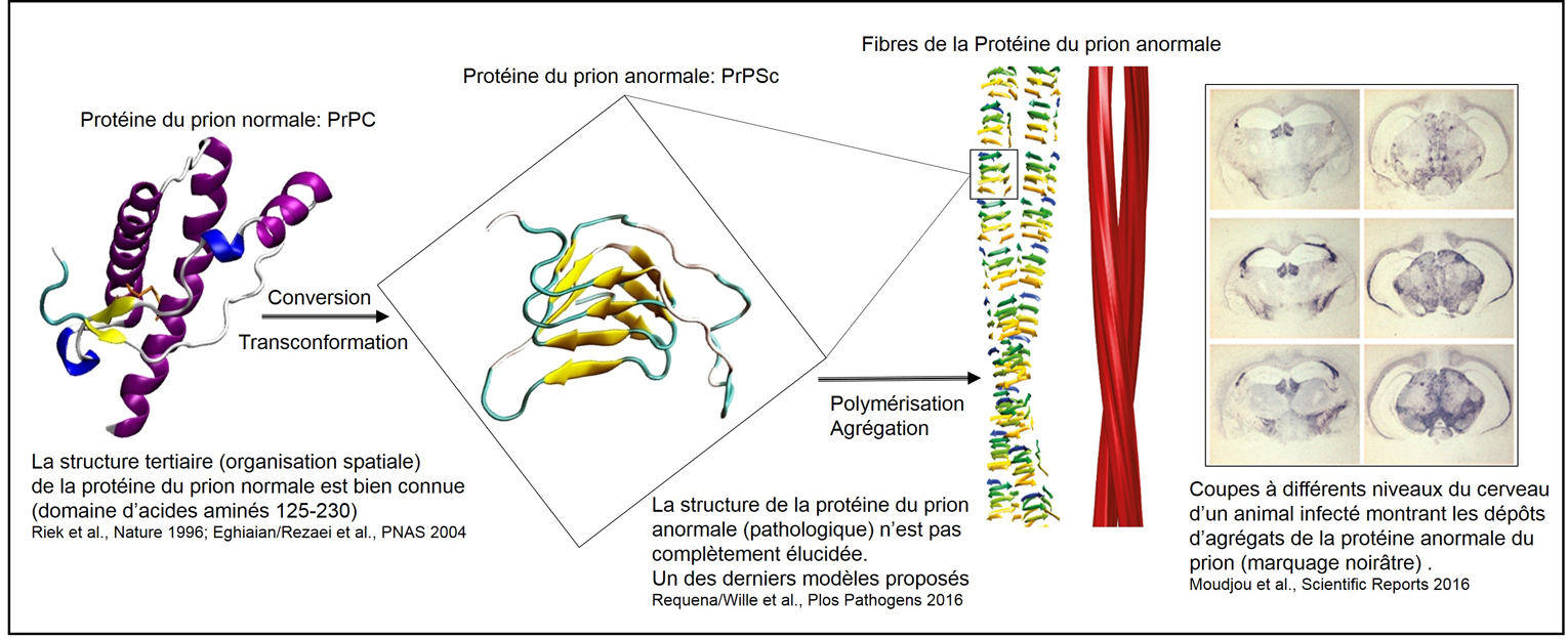 Une maladie à prion récemment apparue en Europe menace les cervidés _ The  Conversation