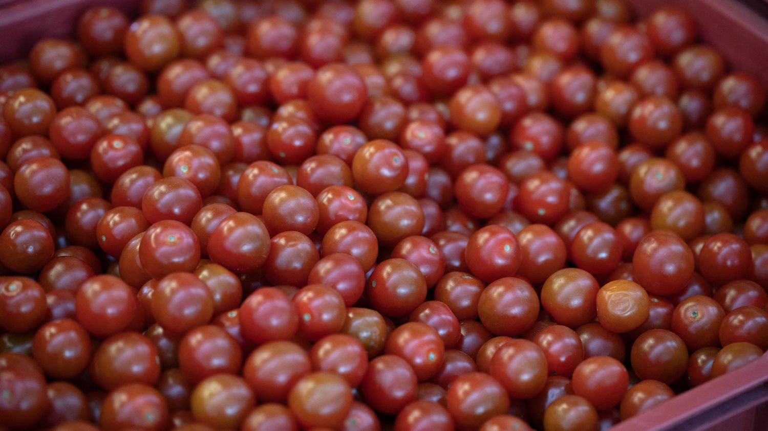 Des tomates cerises importées massivement du Maroc, les producteurs français  voient rouge – franceinfo