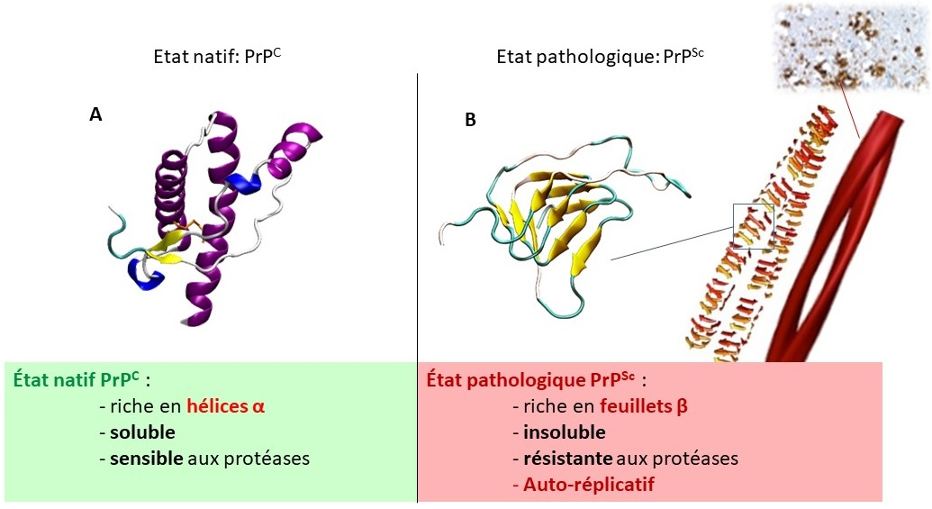 Le prion : l'histoire d'une protéine infectieuse | Planet-Vie
