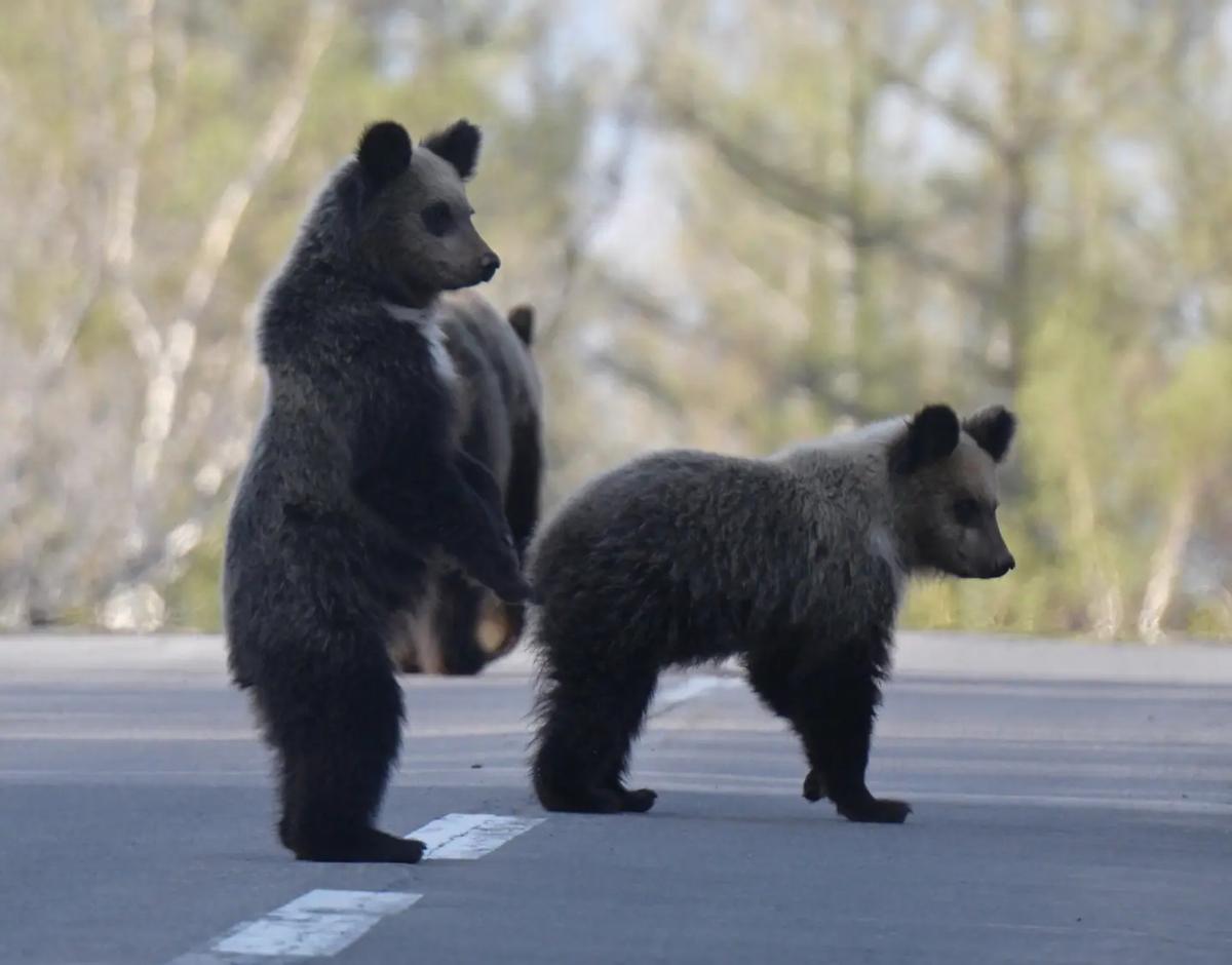 Japon : un ours blesse quatre personnes dans des entreprises et une zone  résidentielle