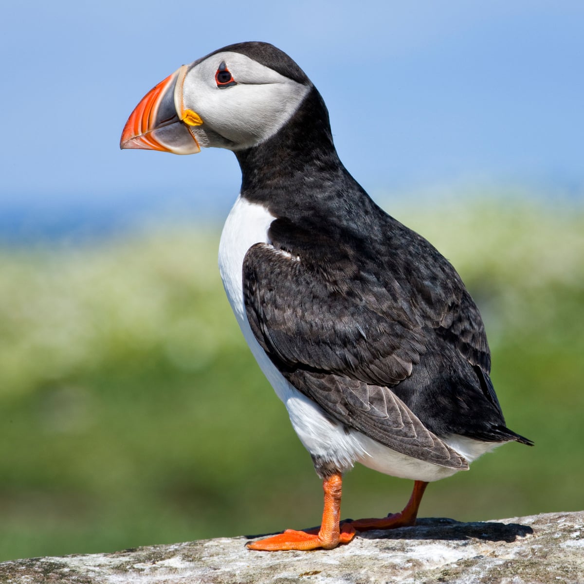 Puffins, dolphins and bumblebees in running to feature on new UK banknotes  | Bank of England | The Guardian