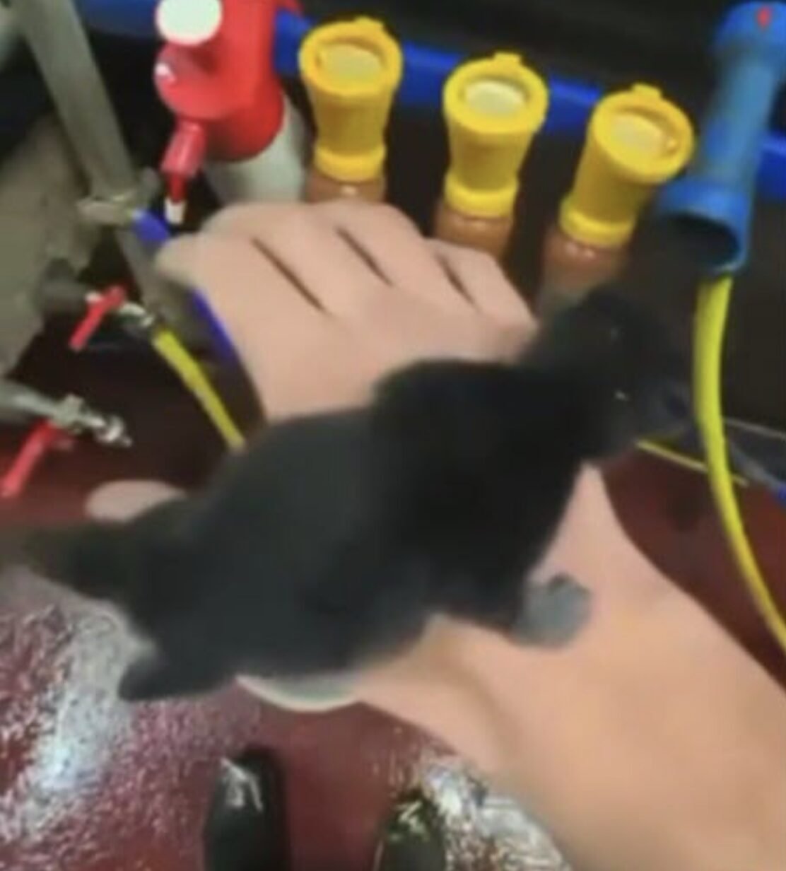 Doubs : il filme la torture et la mise à mort de chatons. L'individu a été  retrouvé et interpellé. - APA - Action Protection Animale