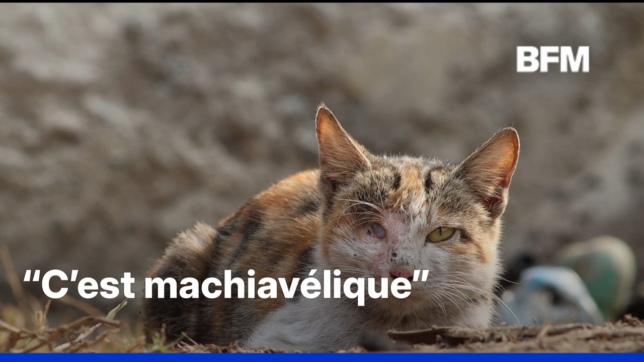 Un adolescent interpellé après la diffusion de vidéos de torture sur un  chaton - Vidéo Dailymotion