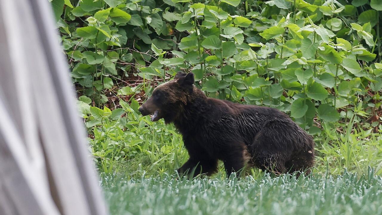 Japon: un ours "extrêmement intelligent" recherché après avoir blessé  quatre personnes