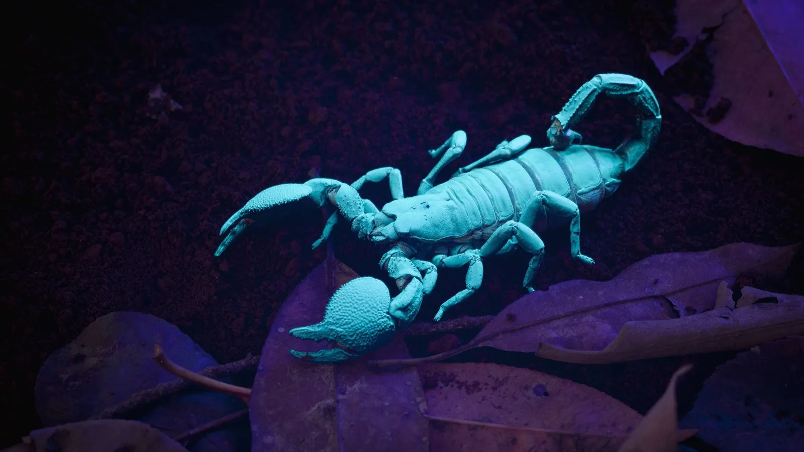 Le trafic d'insectes, un business florissant | National Geographic |  National Geographic