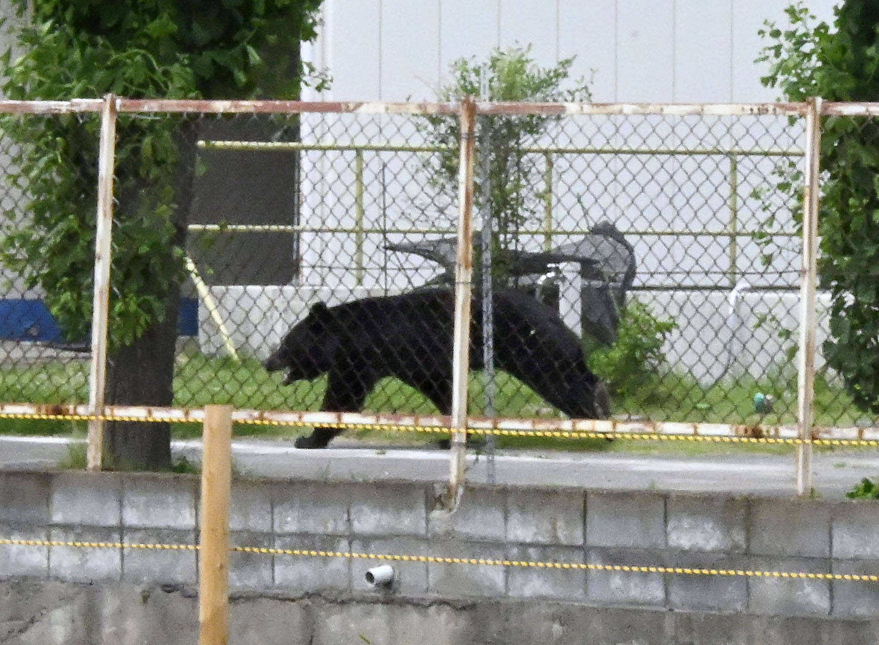 Japon: un ours «extrêmement intelligent» en fuite à Fukushima