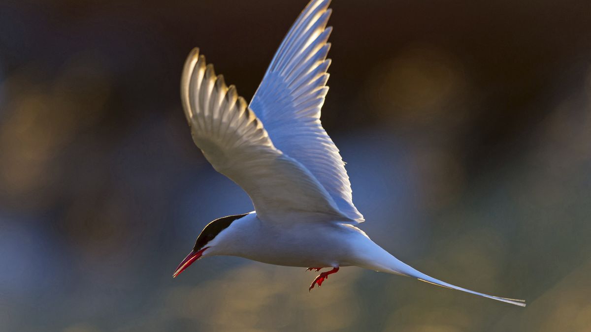 Les populations d'oiseaux se sont effondrées", alerte le président de la Ligue  pour leur protection – franceinfo