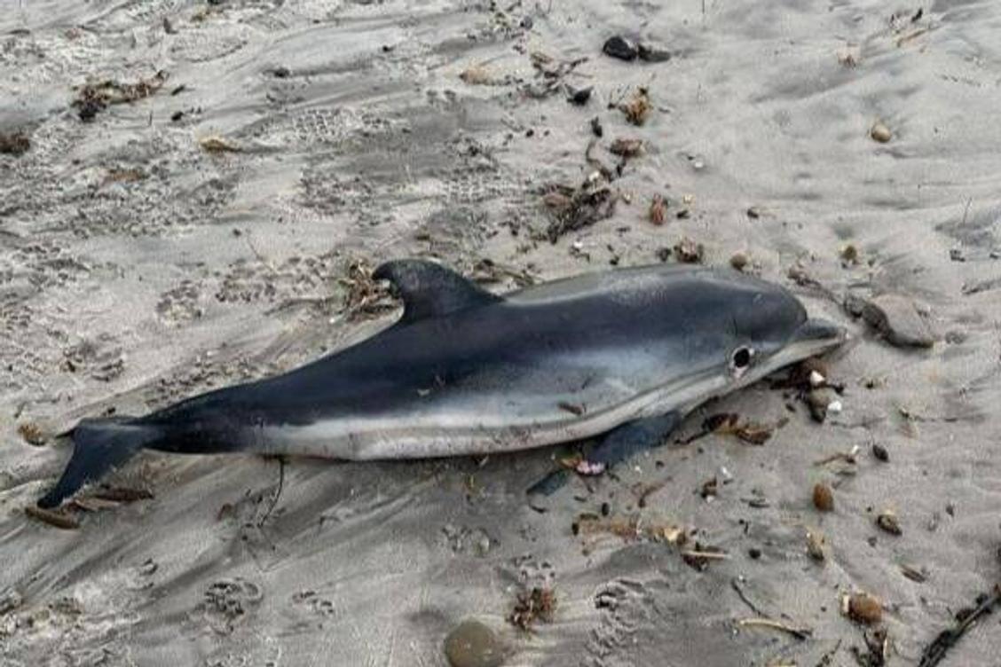 Un bébé dauphin mort s'échoue sur une plage du Var