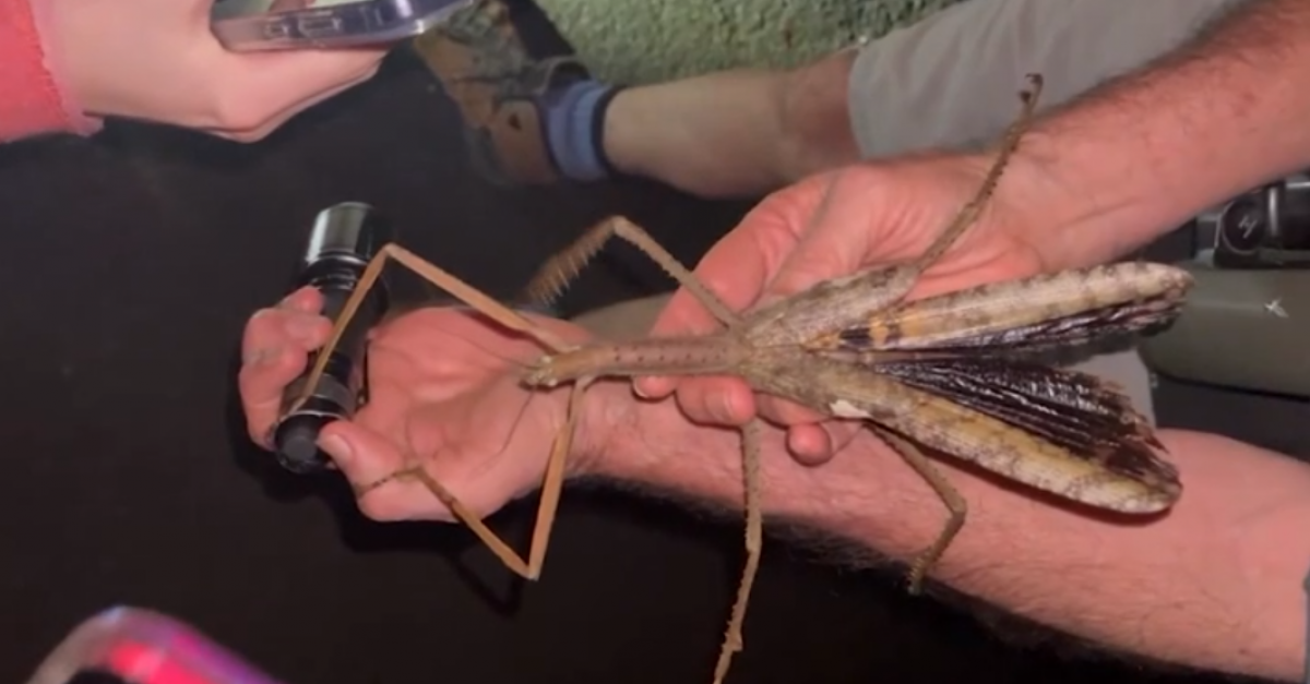 Un insecte géant, « le plus lourd du continent » vient d'être découvert :  il mesure 44 centimètres et pèse 44 grammes ! (vidéo)