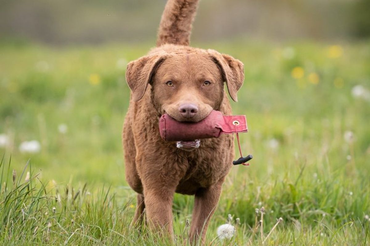 Single mum stole £20K from dog clubs because of cost-of-living crisis -  Cornwall Live