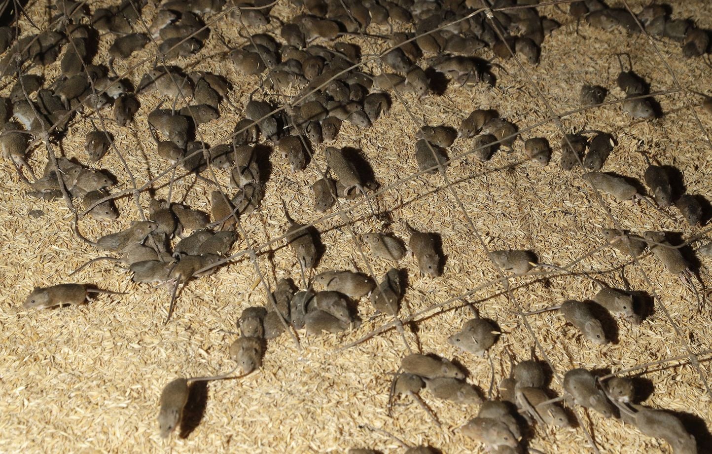 Australie : Les fermiers font face à une invasion de souris qui dévorent  les récoltes
