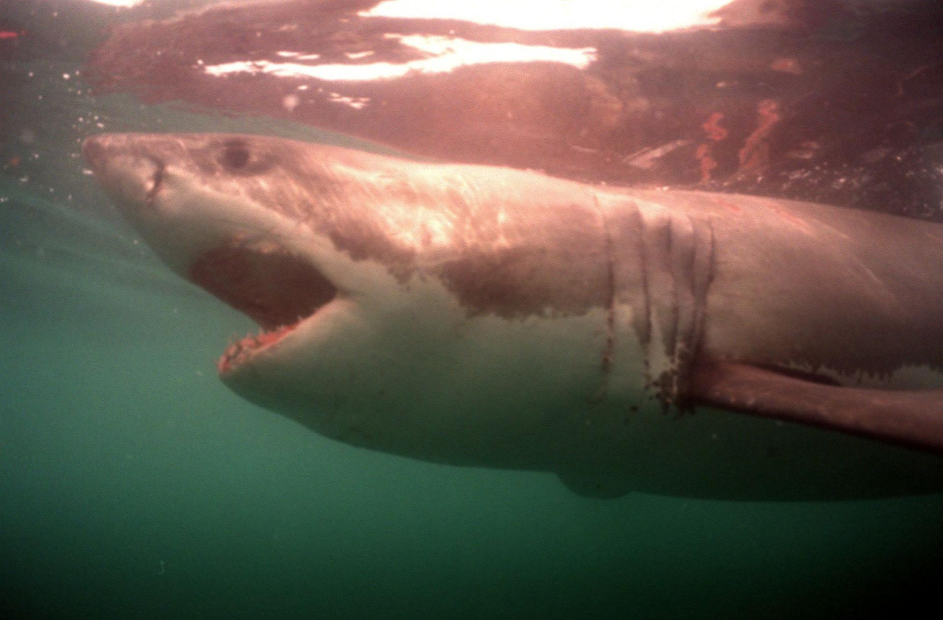 Australie : un surfeur de 23 ans grièvement blessé par un requin