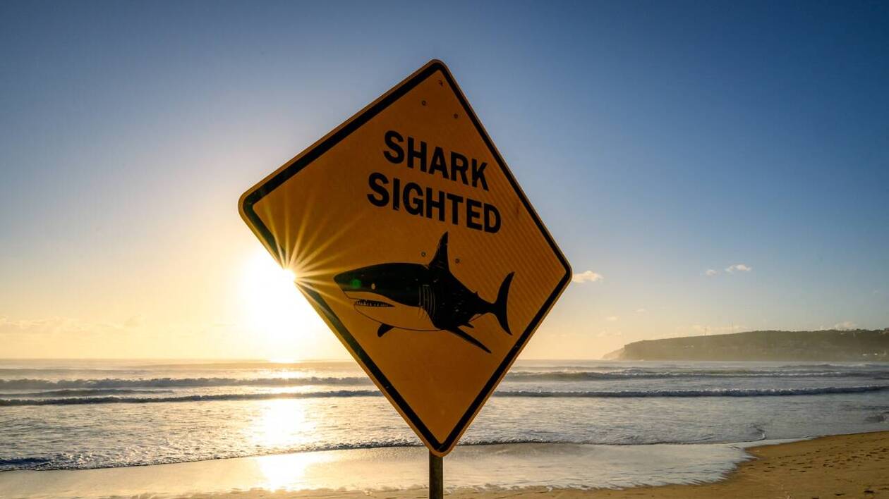 Une scène très choquante » : un plongeur meurt après l'attaque d'un requin  en Australie