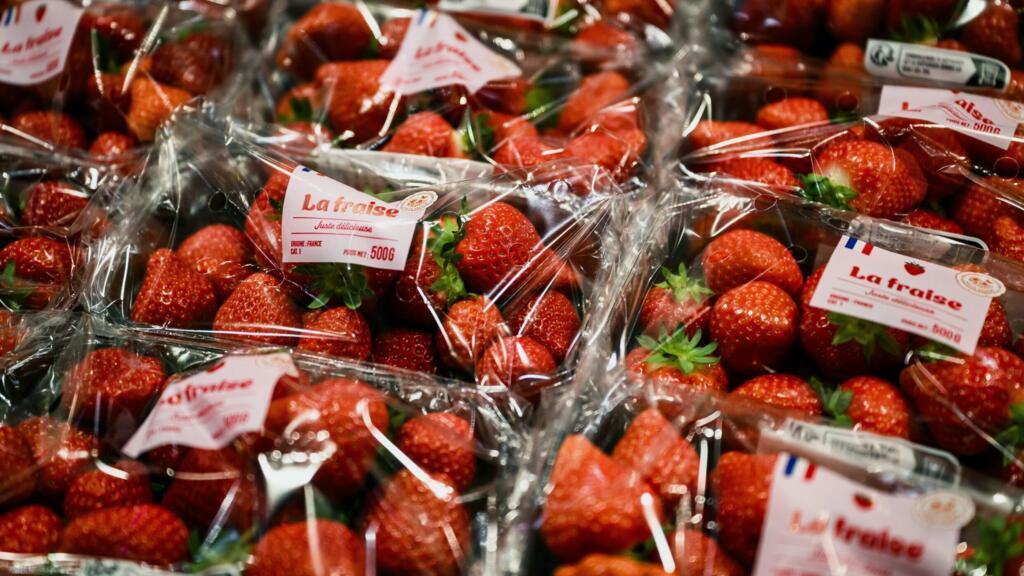 La fraise française résiste à la concurrence grâce la culture hors-sol
