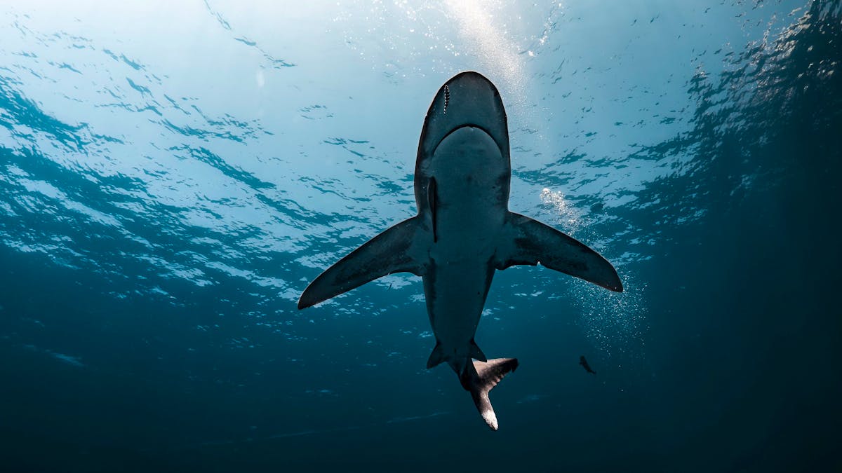 Australie: un plongeur succombe à une attaque de requin de 4,5 mètres - 20  minutes