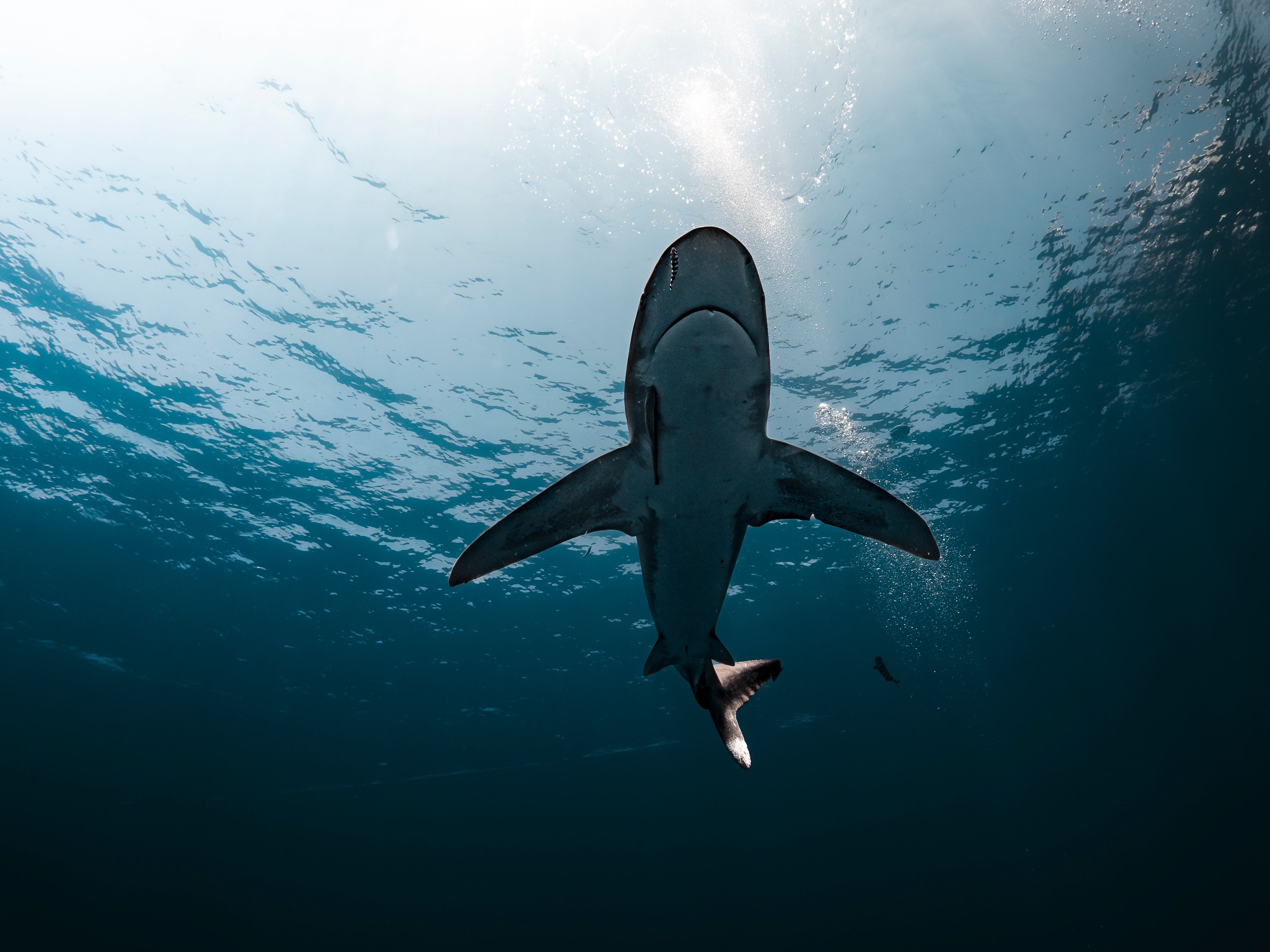 Australie: un plongeur succombe à une attaque de requin de 4,5 mètres - 20  minutes