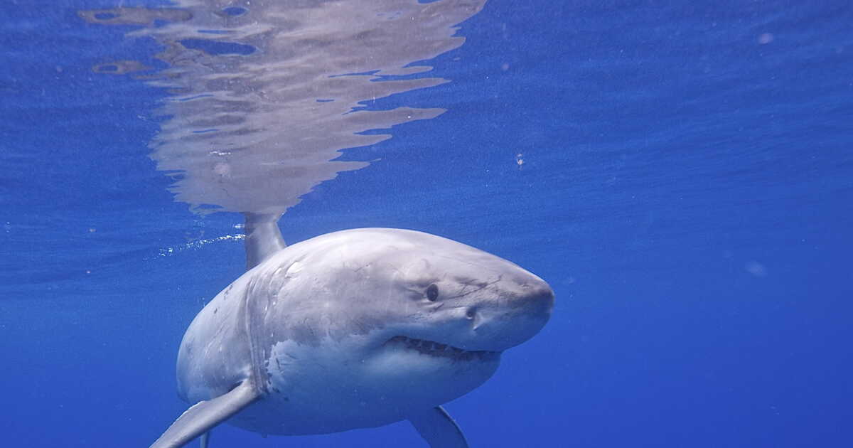 Sydney : la mort d'un plongeur tué par un requin blanc classifiée comme  "provoquée" - Geo.fr