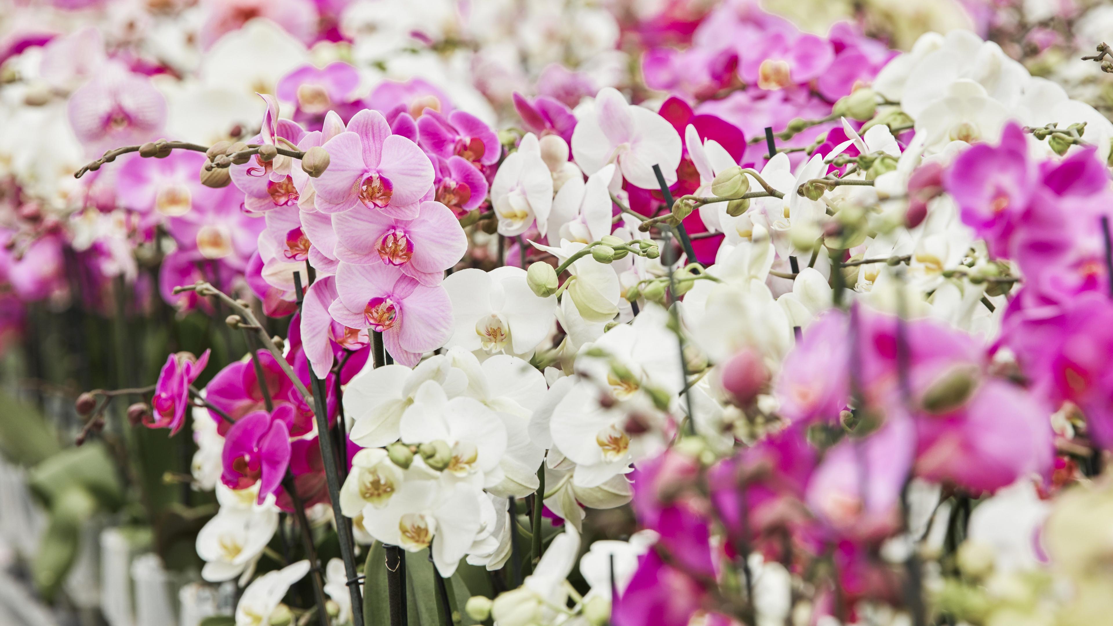 Inside the secretive and lucrative world of orchid breeding - BBC News