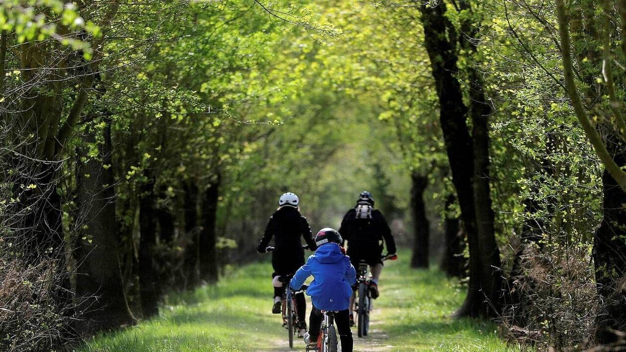 Les bois et les forêts, un placement vert qui vaut le coup ?