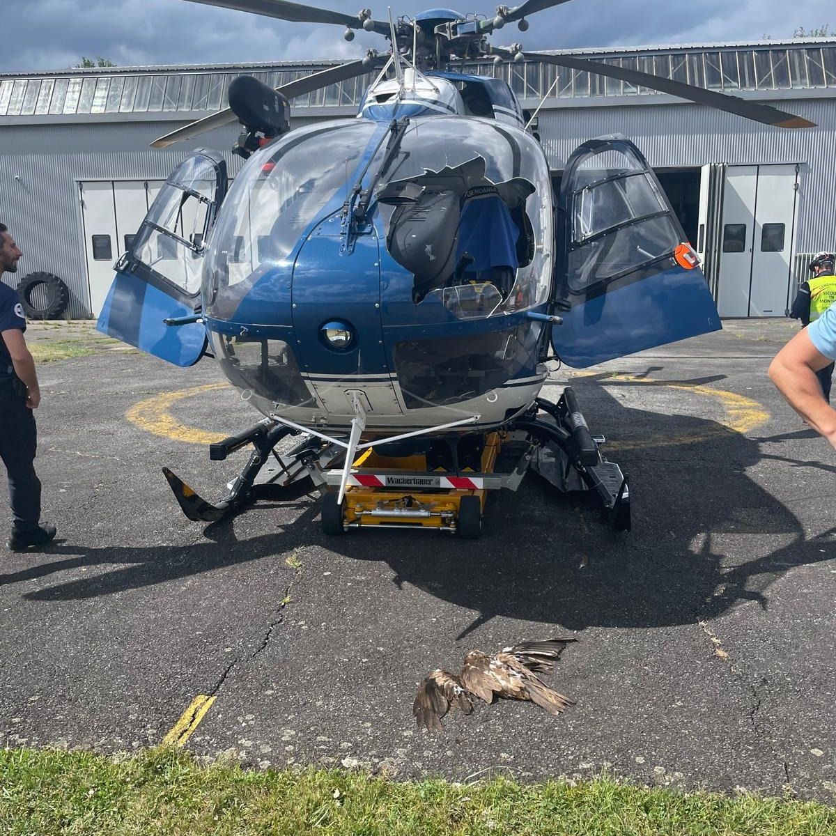 Frayeur dans les Pyrénées, l'hélicoptère de la gendarmerie percuté par une  buse, un pilote héroïque sauve ses passagers