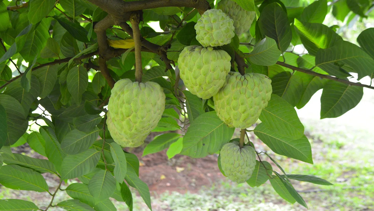 The rise of the fruit that tastes like custard - Yahoo News Canada