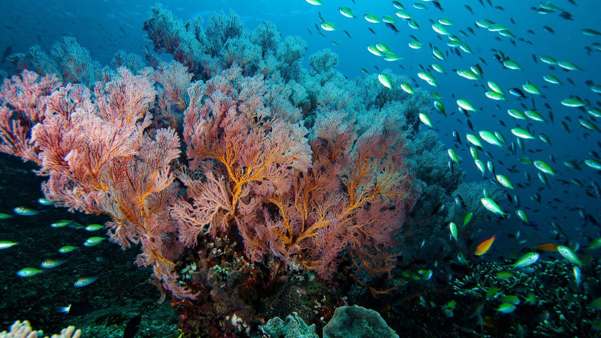 La dégradation de l'océan s'accélère, alerte le nouveau baromètre Starfish  - ladepeche.fr