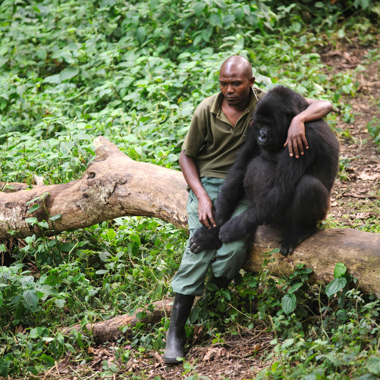 RD Congo : les attaques armées forcent le parc des Virunga à fermer ses  portes - France 24