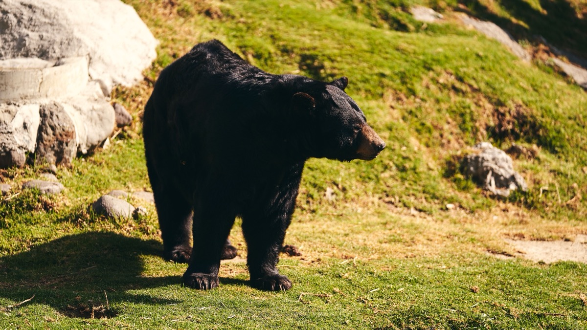 Japon : un ours surpris en plein centre-ville, une centaine d'écoles fermées