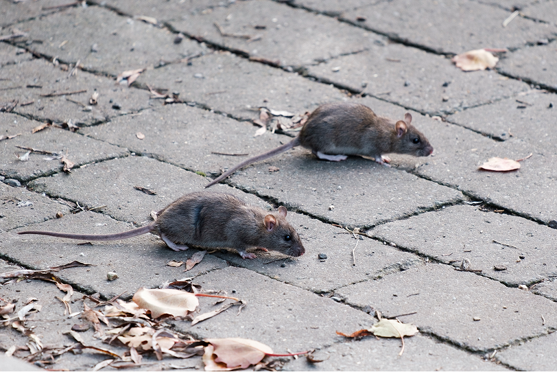 Repenser la vie urbaine face à l'explosion des populations de rat