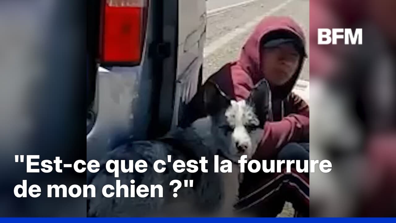 Volé puis mangé dans un restaurant, ce chien relance le débat sur la  consommation de viande de chiens en Chine