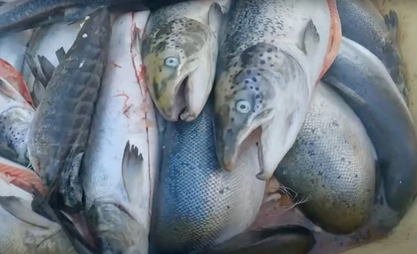 Utterly shameful”: Scottish salmon farms saw 35 million deaths over a three  year period, but received just two unannounced inspections | Animal  Equality UK