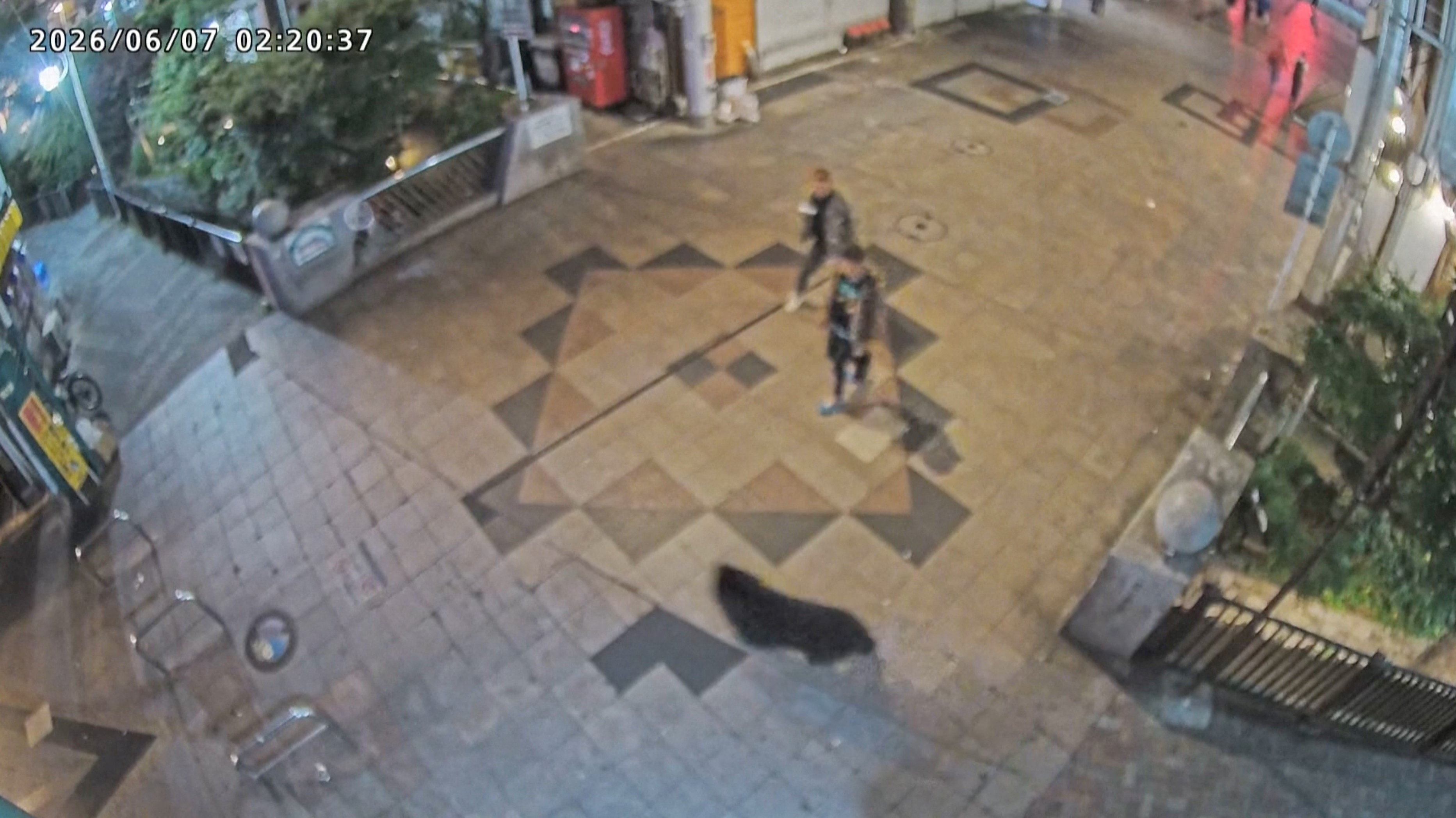 Japon : un ours surpris en plein centre-ville, une centaine d'écoles fermées