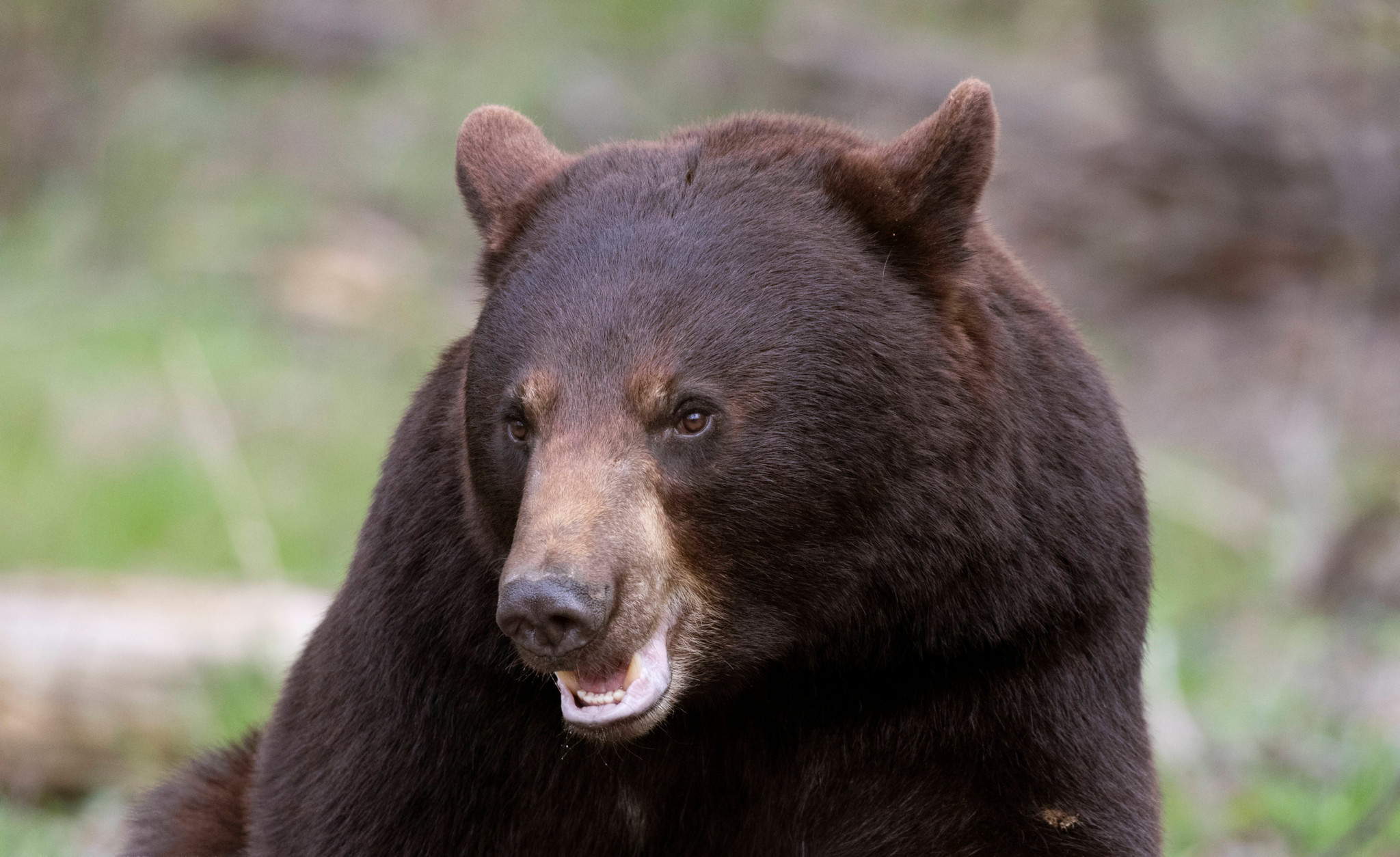 Japon: un ours capturé après quatre jours d'errance en ville