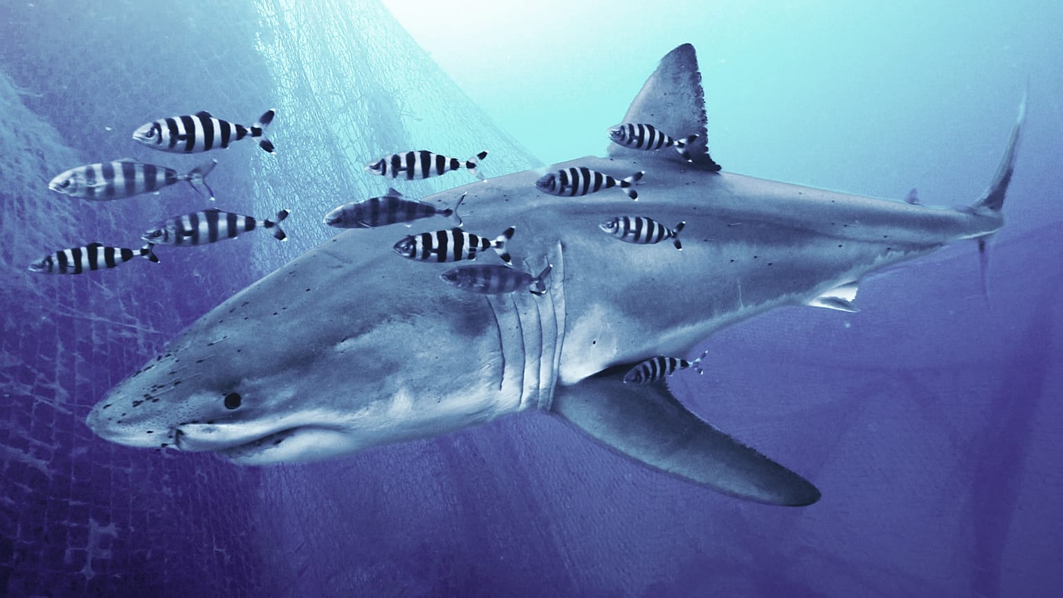 Des plongeurs filment le premier grand requin blanc en Méditerranée |  Euronews
