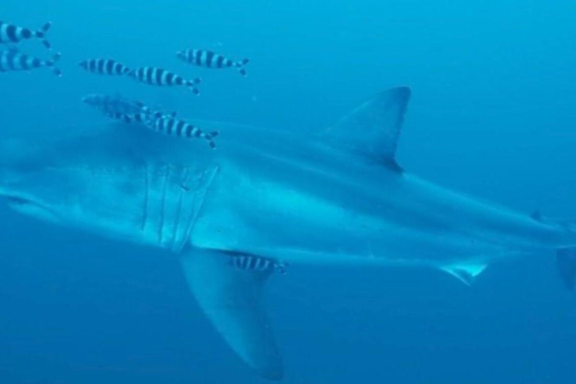 J'avais les doigts qui tremblaient » : un grand requin blanc filmé pour la  première fois par un plongeur en Méditerranée