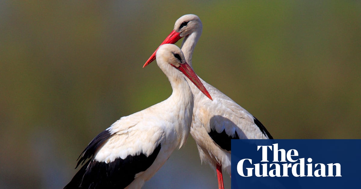 Country diary: A jaw-dropping bounty of wildlife – and a reminder of what Britain  has lost | Poland | The Guardian
