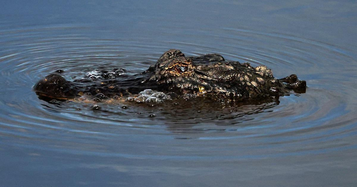 Un homme fuyant la police attaqué par un alligator avant de poursuivre sa  fuite, selon les autorités de Louisiane : r/news
