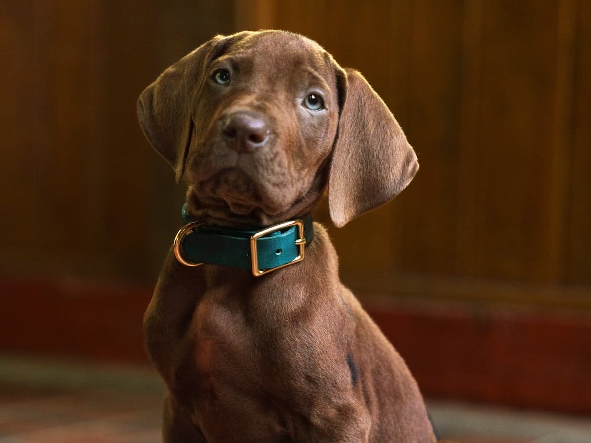 Scooby-Doo": Netflix dévoile une première bande annonce de sa série en live- action