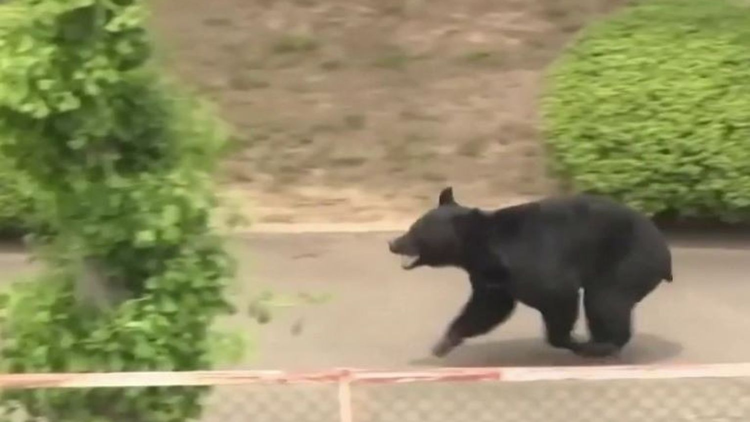 Un ours brun capturé après quatre jours de panique au nord de Tokyo –  franceinfo