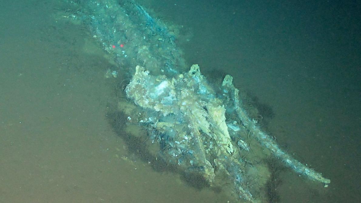 Le plus grand cimetière de baleines au monde découvert dans l'océan Indien  - Le Soir